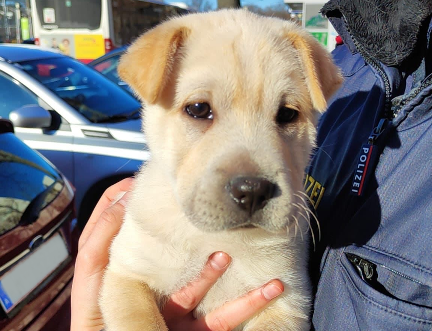 Happy End für Cutie. Der Welpe wurde alleine auf der Straße gefunden, hat nun aber schon einen neuen Besitzer.