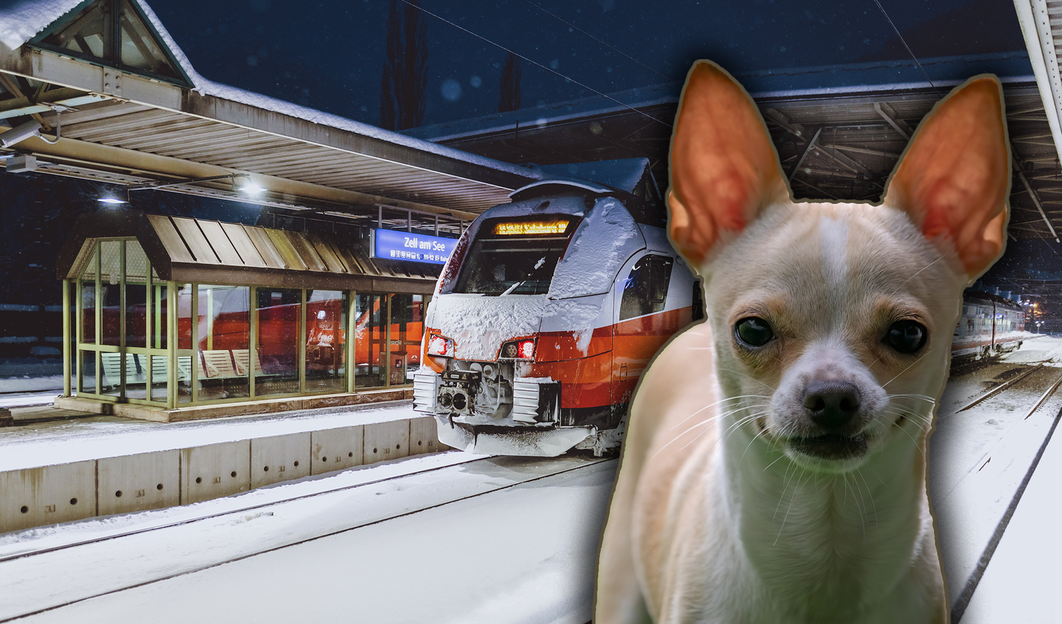 Unlängst wurde eine Niederösterreicherin aus dem Zug geworfen, weil ihr Hund keinen Maulkorb aufhatte. Die Dame kann es immer noch nicht glauben (Beispielbild).