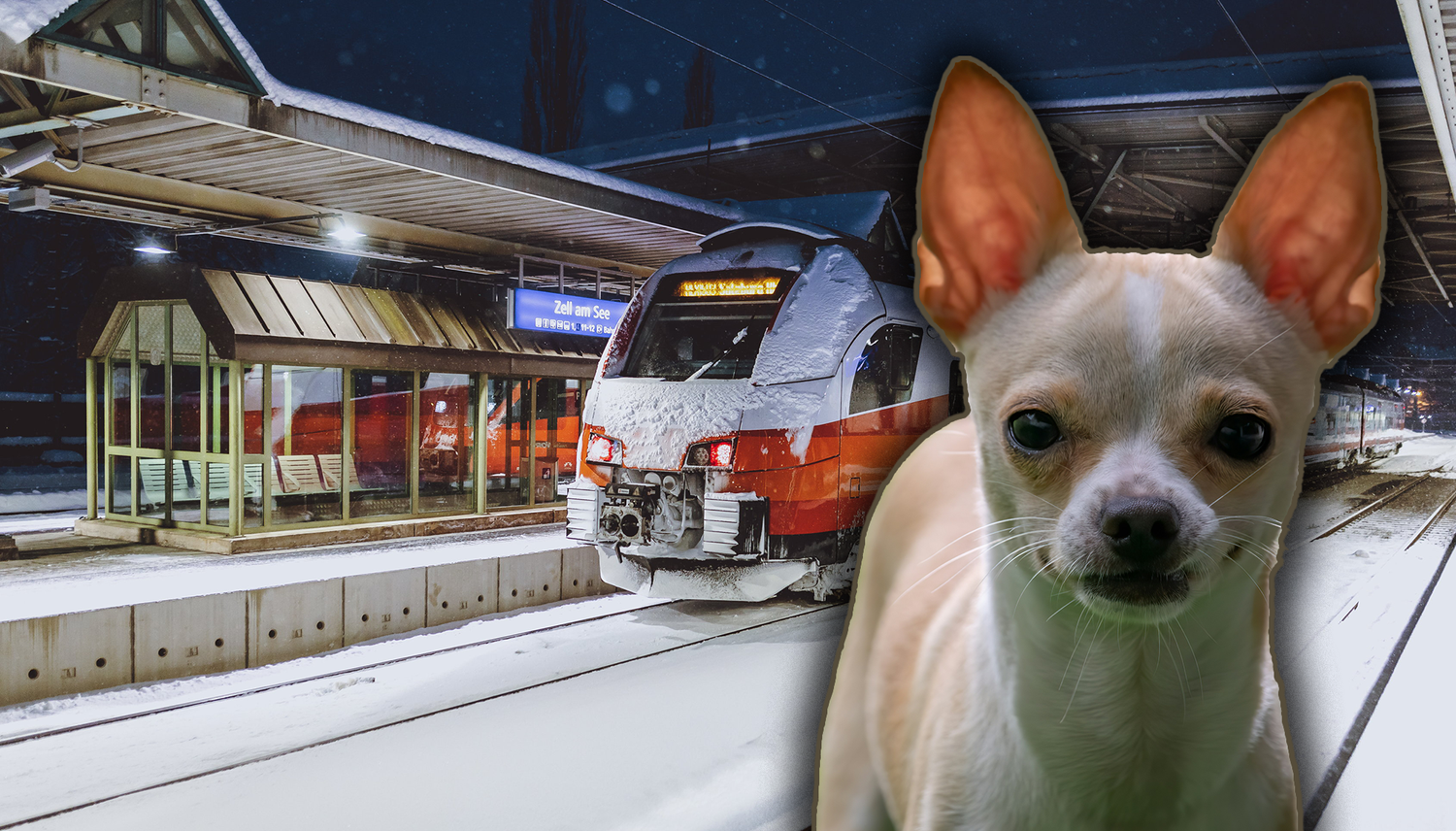 Unlängst wurde eine Niederösterreicherin aus dem Zug geworfen, weil ihr Hund keinen Maulkorb aufhatte. Die Dame kann es immer noch nicht glauben (Beispielbild).