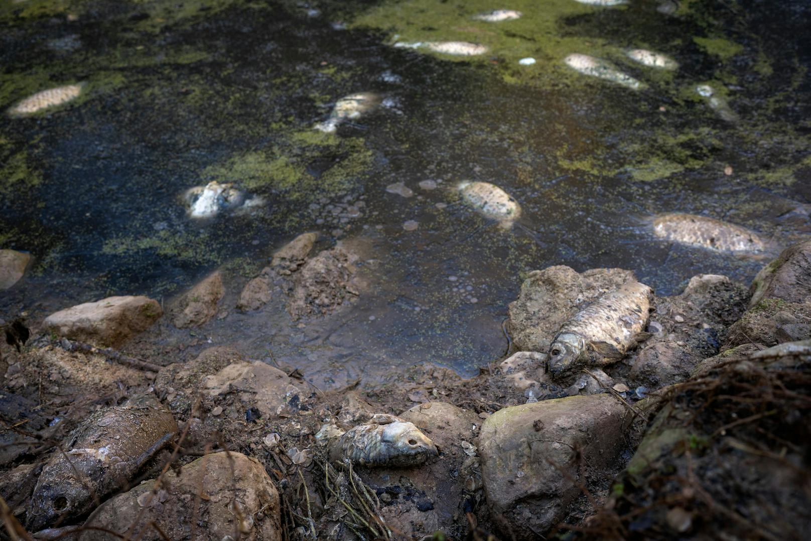Wassernotstand: Den Großraum Barcelona plagt eine historische Dürre. Tote Fische treiben am verschmutzten Ufer des Olost-Staudamms, der völlig ausgetrocknet ist.