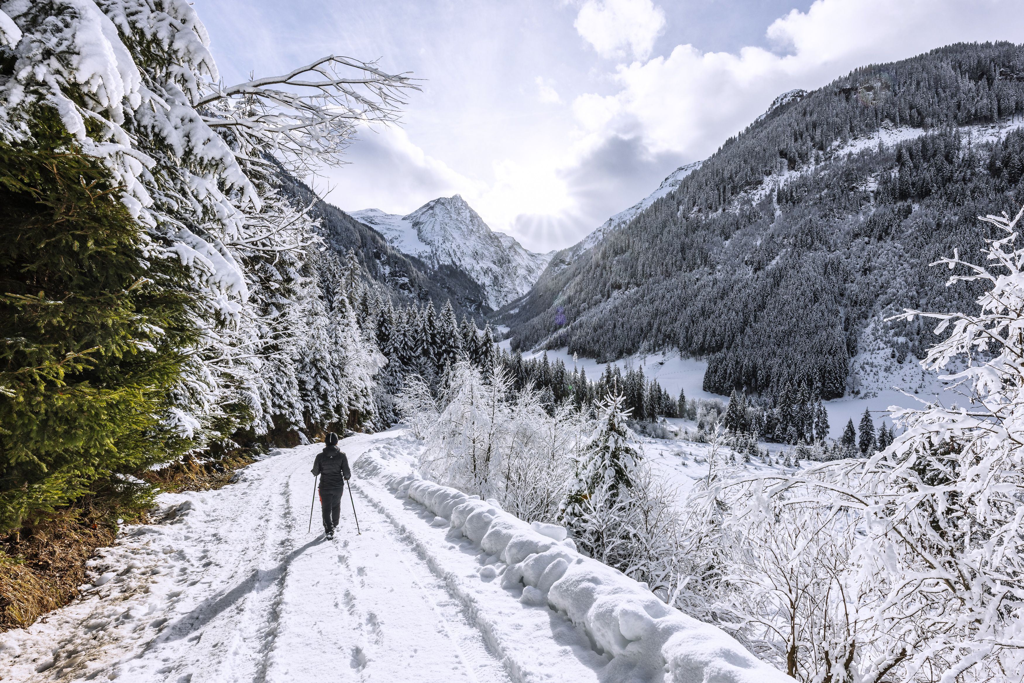 Es schmilzt: Auch in Rohrmoos, Schladming. dürfte der Schnee in den kommenden Tagen weniger werden. Einige Fichten sind schon jetzt schneefrei und grün.