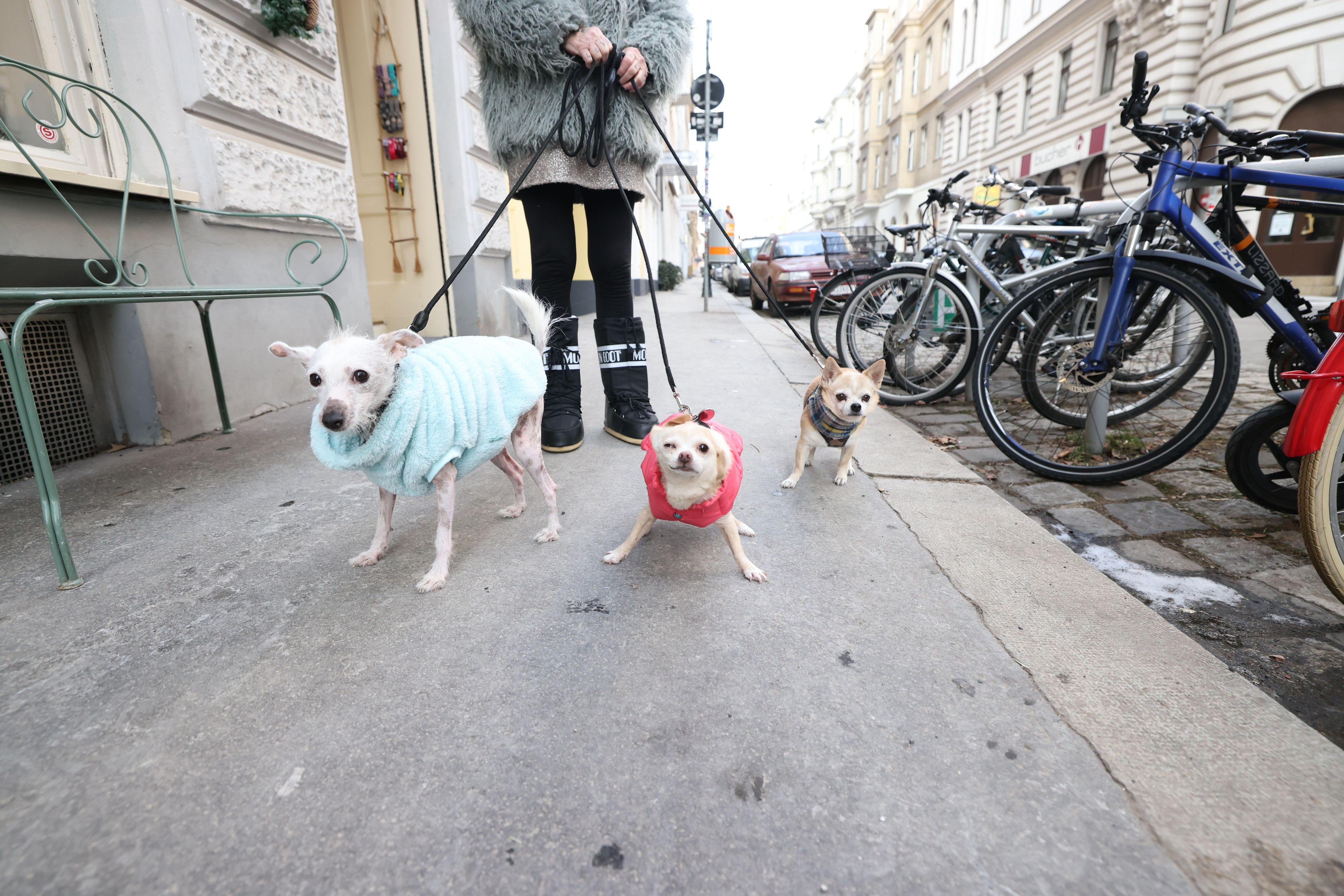 Der Regierung verschärft die Regeln für die Haltung von Hunden.