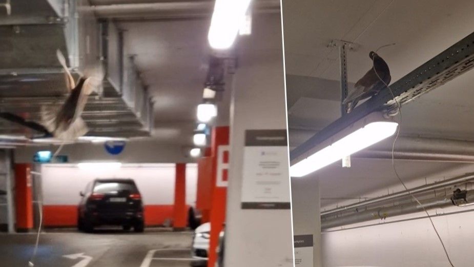 Kuriose Szenen in einer Liesinger Parkgarage: Eine Taube riss ein Ladekabel an sich.