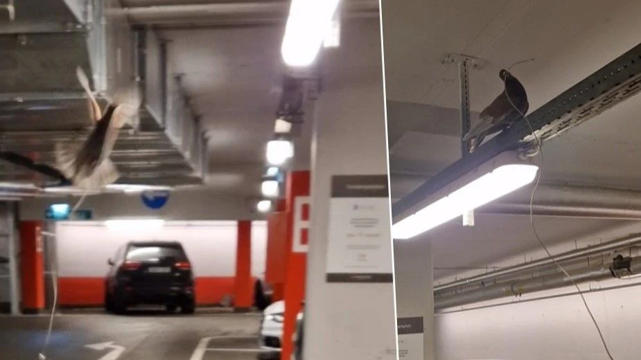 Ladekabel in Garage verloren – Taube will es stehlen