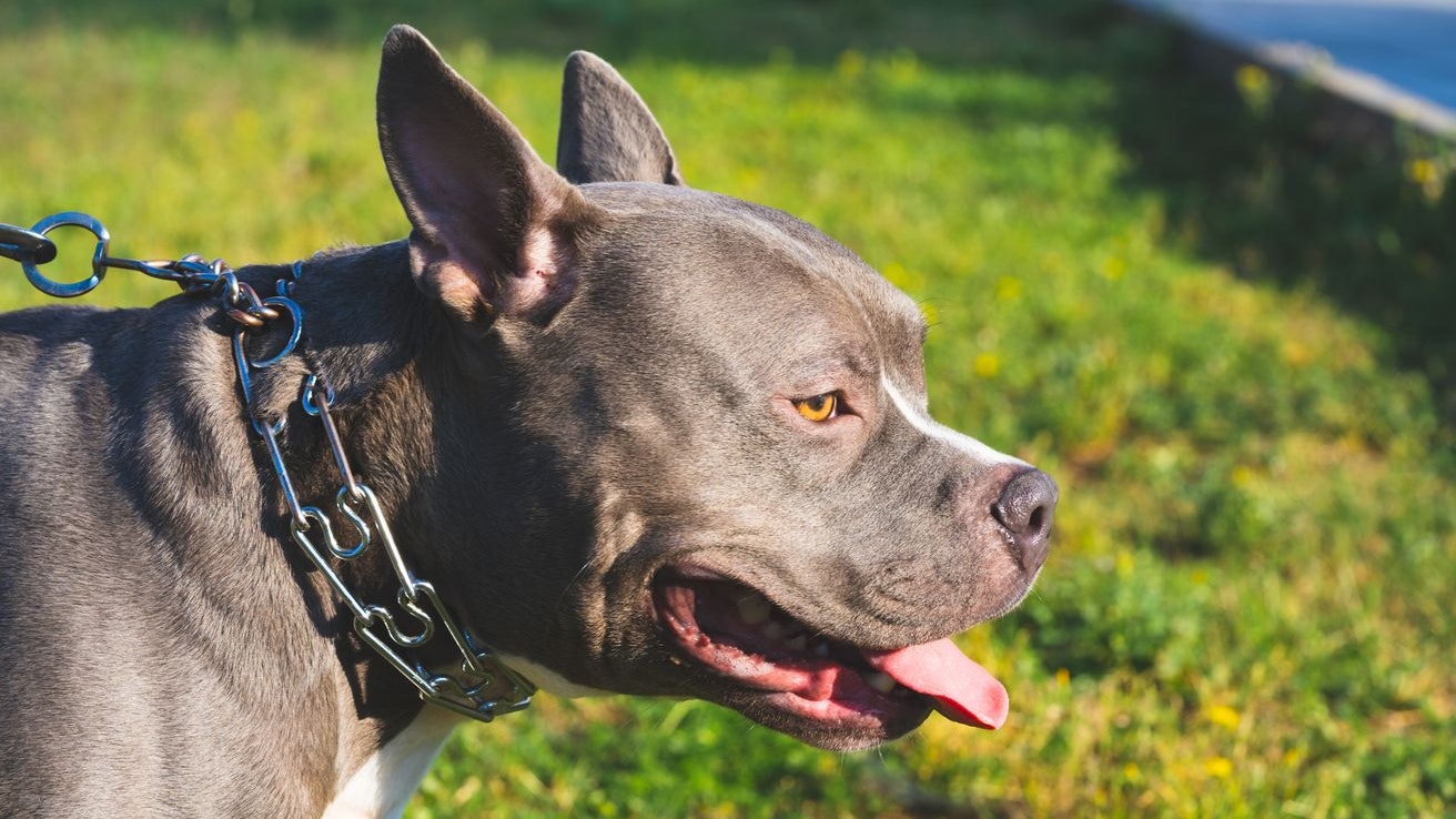 Die Britin wurde von zwei American-Bully-Hunden attackiert und tödlich verletzt. (Symbolbild)