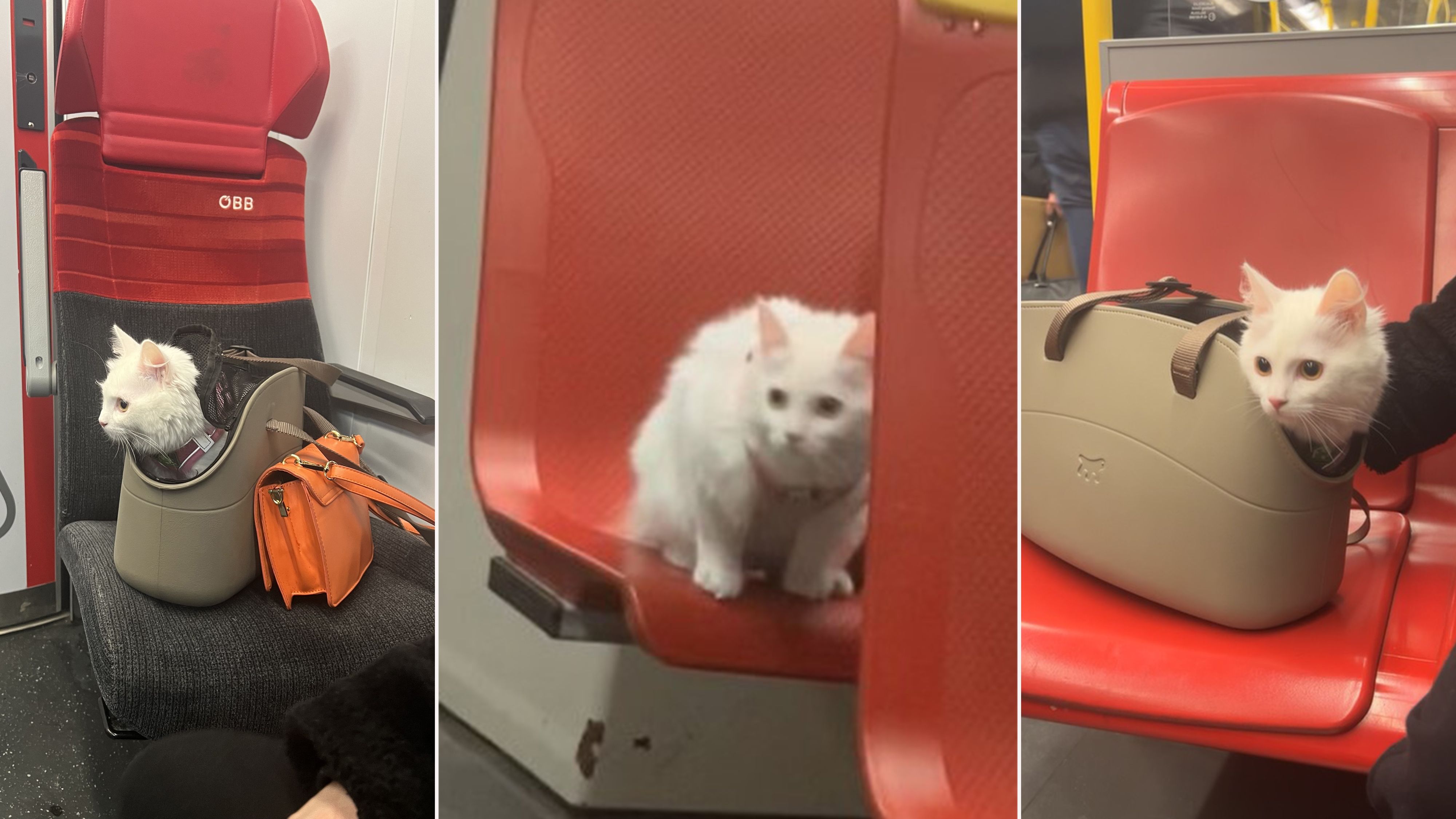 Taube Katze lässt Herzen von Öffi-Kunden höher schlagen, doch Tierschützer sind empört.