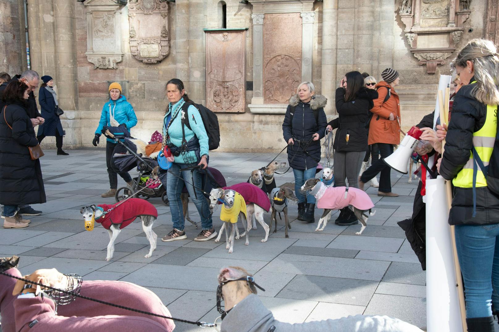 Galgos, Whippets und Windspiele waren vertreten.&nbsp;