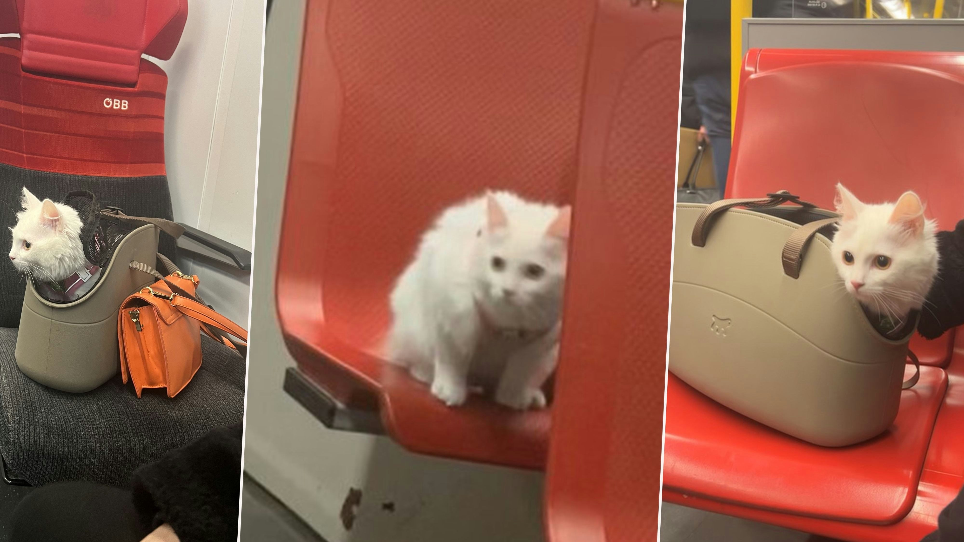 Taube Katze lässt Herzen von Öffi-Kunden höher schlagen