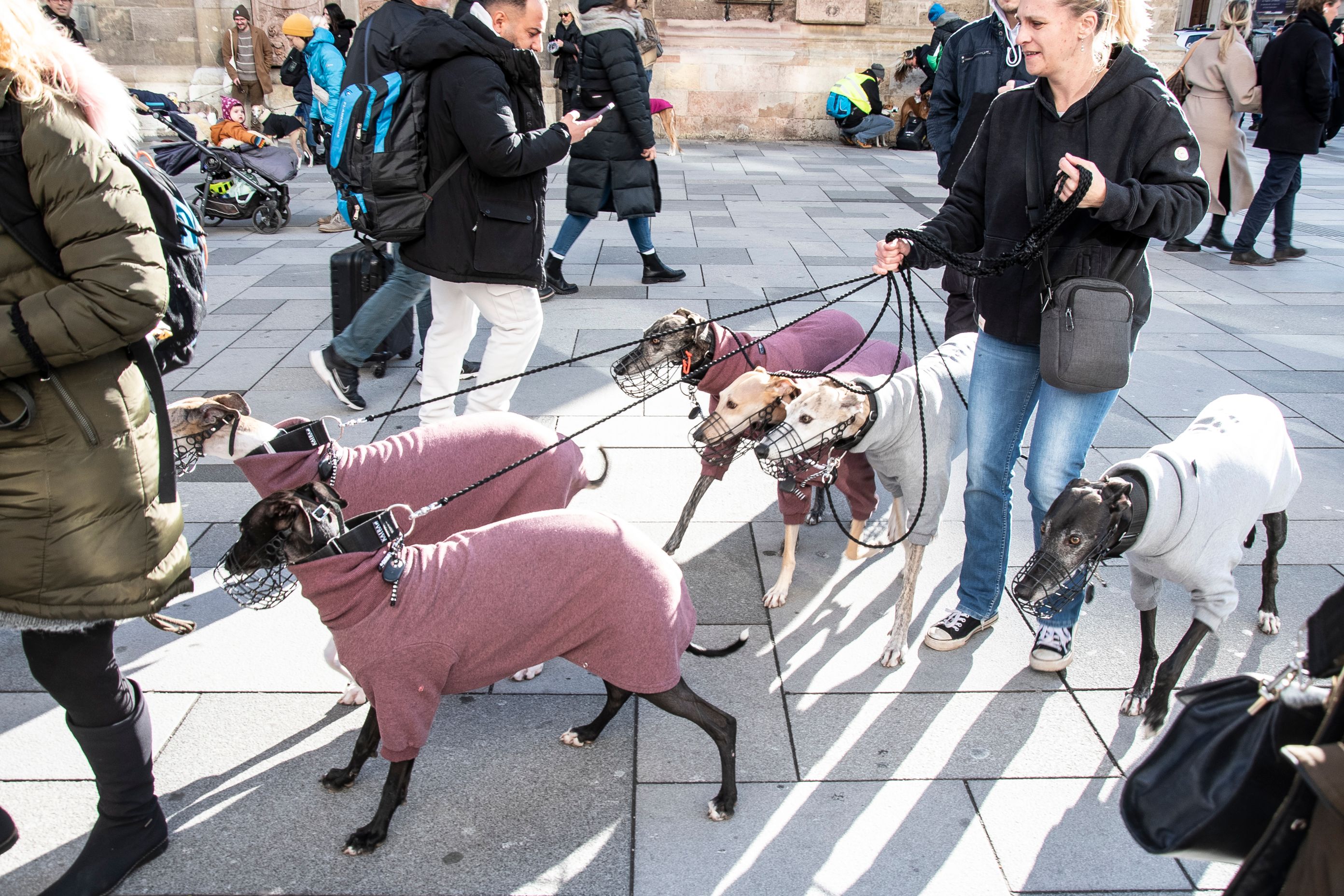 Etwa 100 Galgos, Windspiele und Whippets trotzden dem eisigen Wind am Wiener Stephansplatz.
