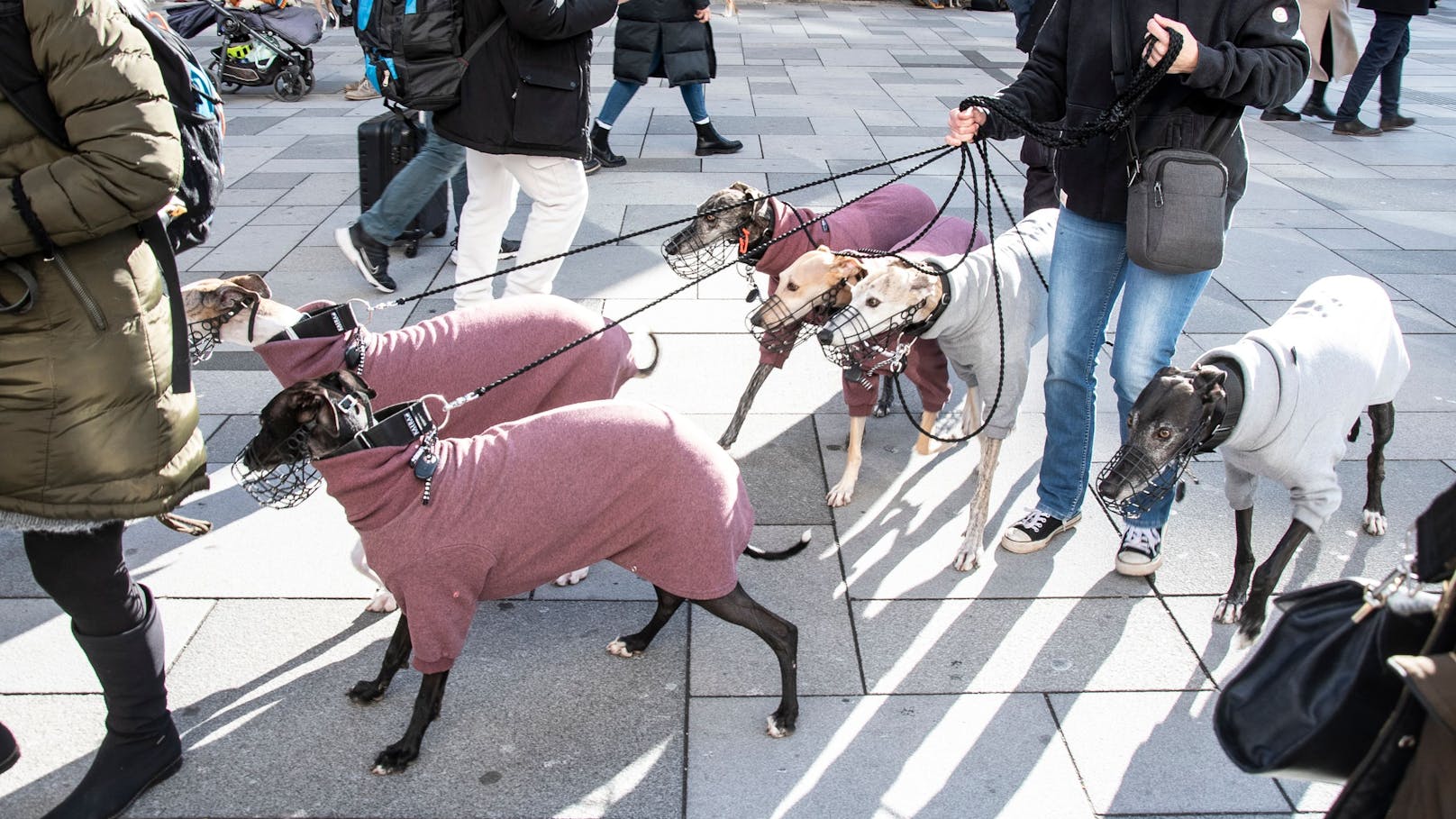 100 Windhunde protestieren am Wiener Stephansplatz