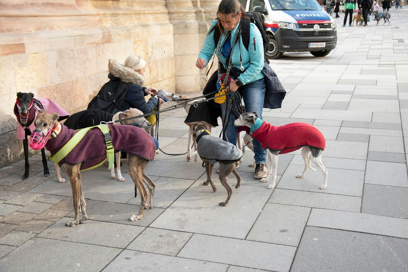 Galgos sind sehr soziale, sanfte und devote Hunde.&nbsp;