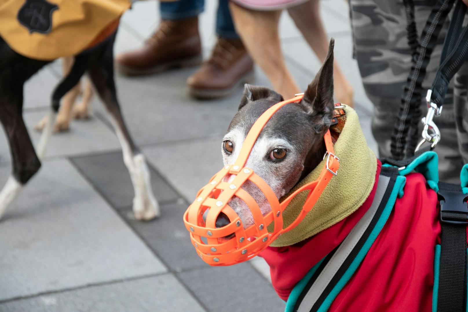 Aufgrund der großen Hunde-Ansammlung mussten die Galgos und Windhunde einen Beisskorb tragen.&nbsp;