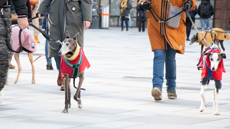 2024 fand der erste Galgo-Marsch in Wien statt.
