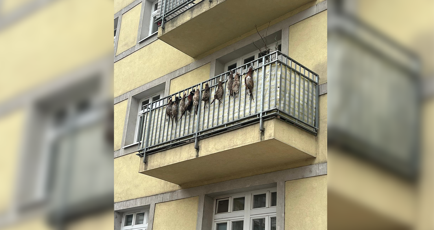 Gemeindebau in Wien-Meidling. Tote Fasane am Balkon.