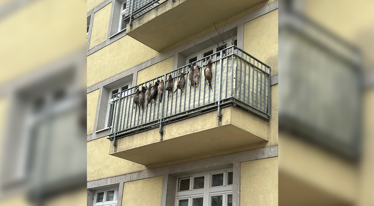 Gemeindebau in Wien-Meidling. Tote Fasane am Balkon.