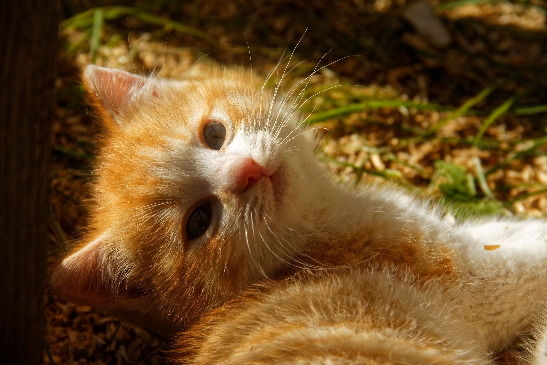 Ein Jugendlicher soll das arme Tier im Bezirk Perg gequält haben. (Symbolbild)