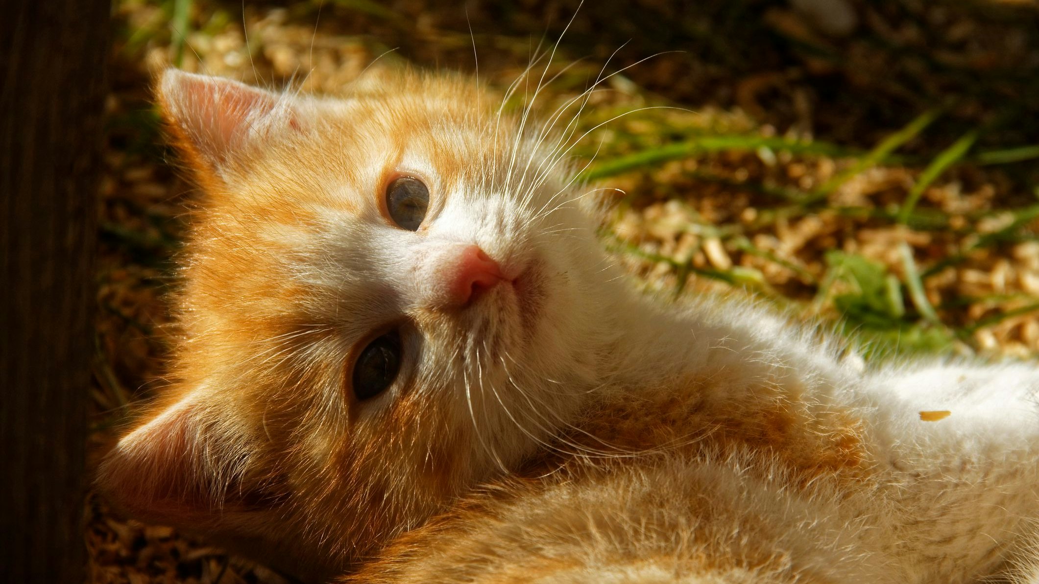 Ein Jugendlicher soll das arme Tier im Bezirk Perg gequält haben. (Symbolbild)