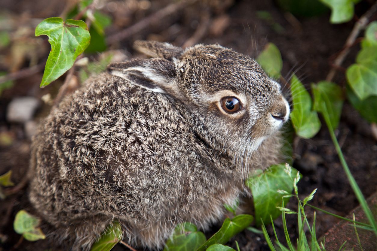 Die Setzzeit der Feldhasen beginnt bereits im Februar - also Achtung im Feld und auf der Weide.&nbsp;