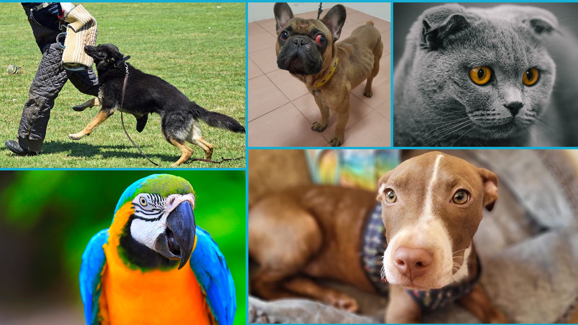 Das neue Tierschutzpaket hat seitens der Regierung ganz gute Ansätze, aber ob auch alles zu realisieren ist, steht auf einem anderen Blatt Papier.&nbsp;