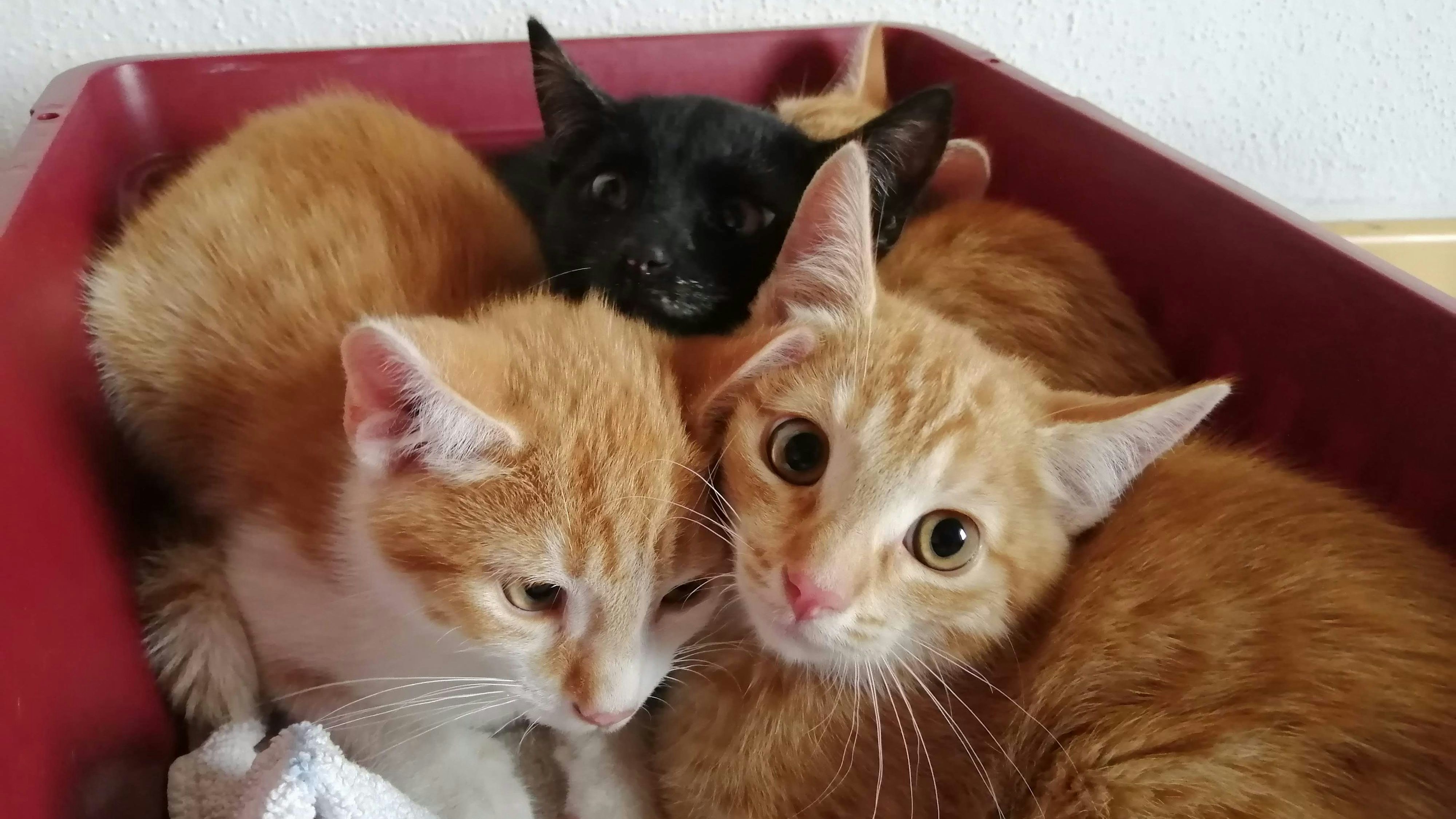 Wenn auch du helfen möchtest, dann melde gerne Streunerkatzen - sie werden kostenlos abgeholt, kastriert, versorgt und in ihrem gewohnten Revier wieder freigelassen. 