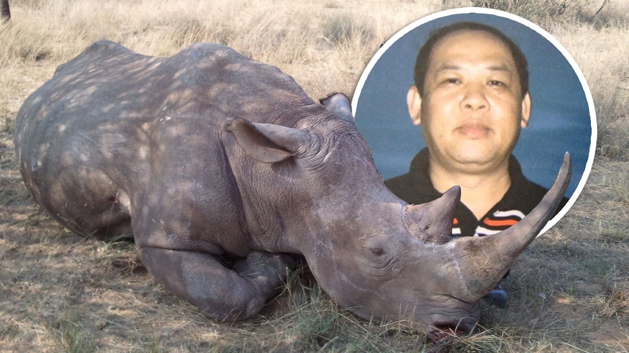 Heute.at - Dieser Mafiaboss ließ in Wien ein Nashorn stehlen