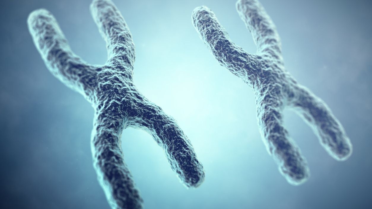 XX Chromosome concept. Female Heterogametic Sex. 3d illustration