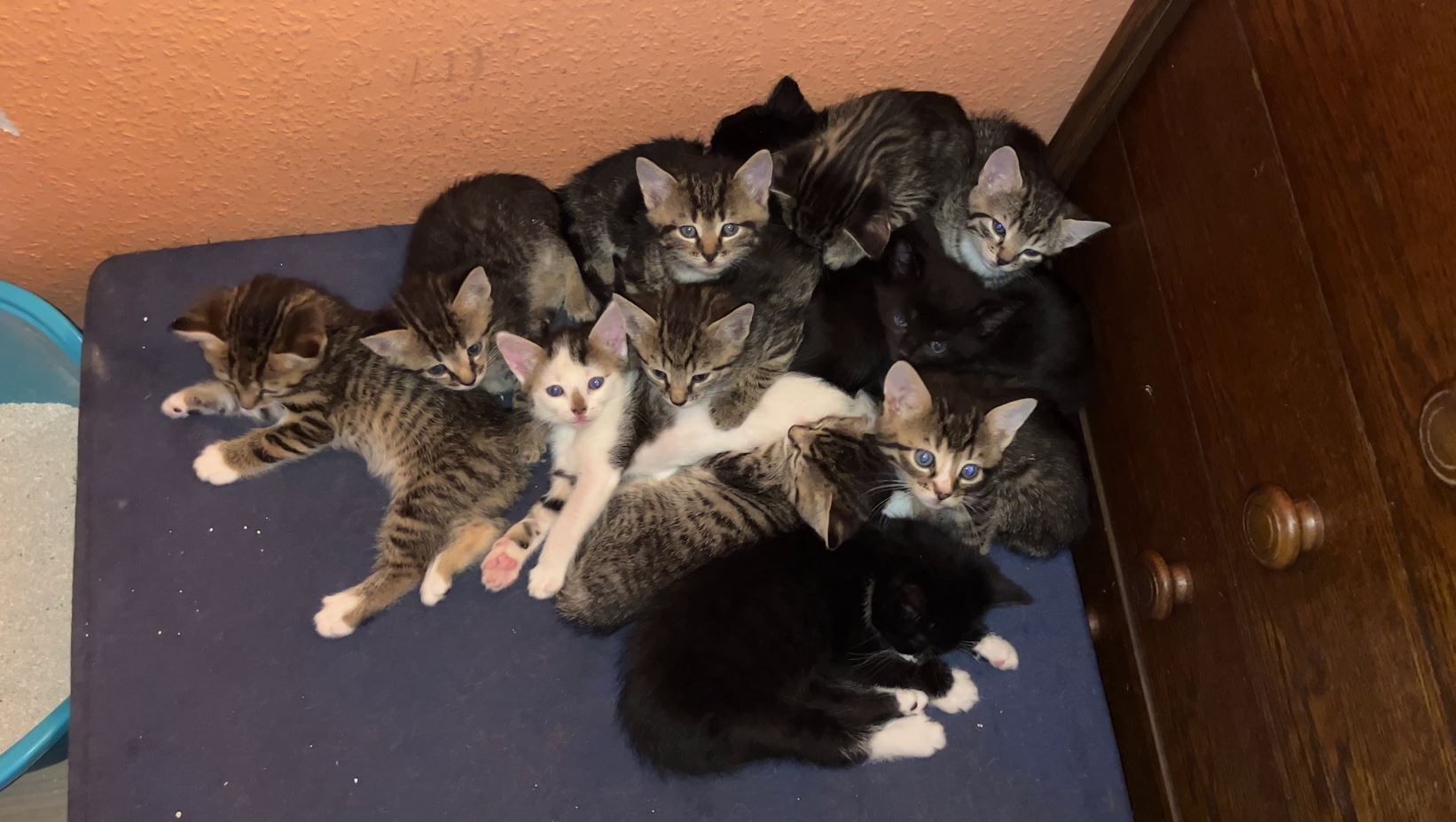 Heute.at - Tierheime in NÖ wissen nicht, wohin mit Katzenbabys