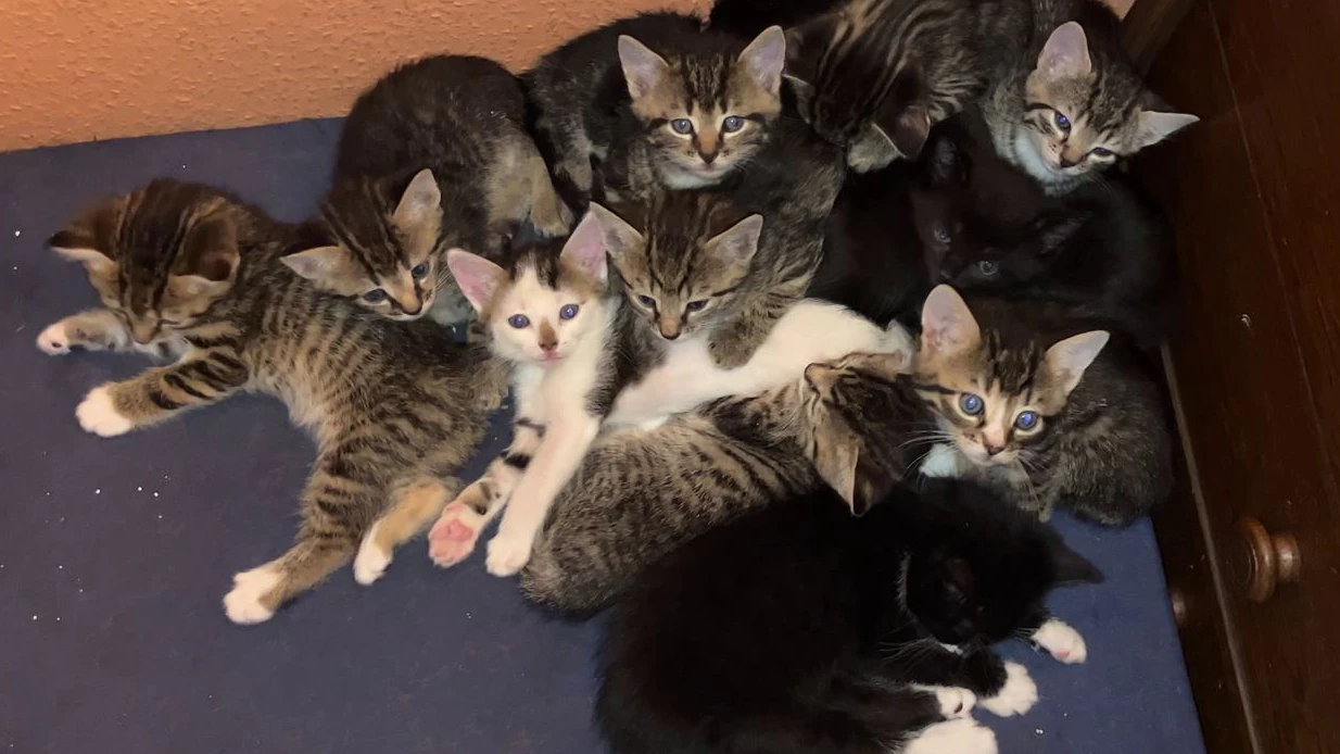 Heute.at - Tierheime in NÖ wissen nicht, wohin mit Katzenbabys