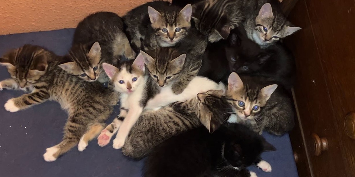 So niedlich diese Kitten auch sind: Nur eine Kastration hilft nachhaltig gegen massives Tierleid bei Streunern. 