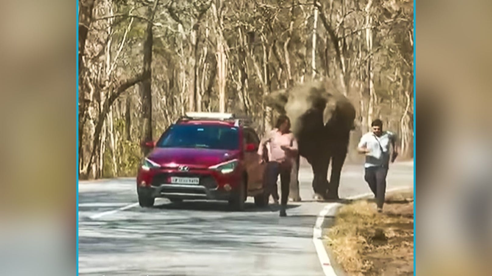 Dieser Elefant kann Paparazzi überhaupt nicht leiden