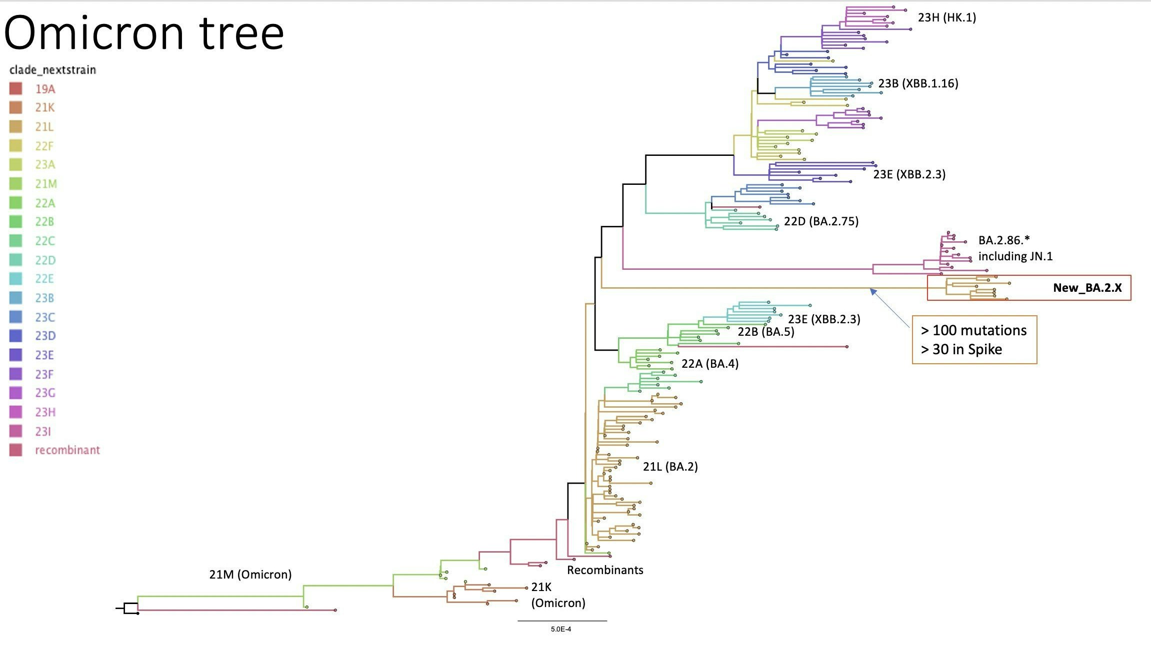 Allem Anschien nach handelt es sich bei BA.2.X um eine Schwesternlinie von BA.2.86 und JN.1.