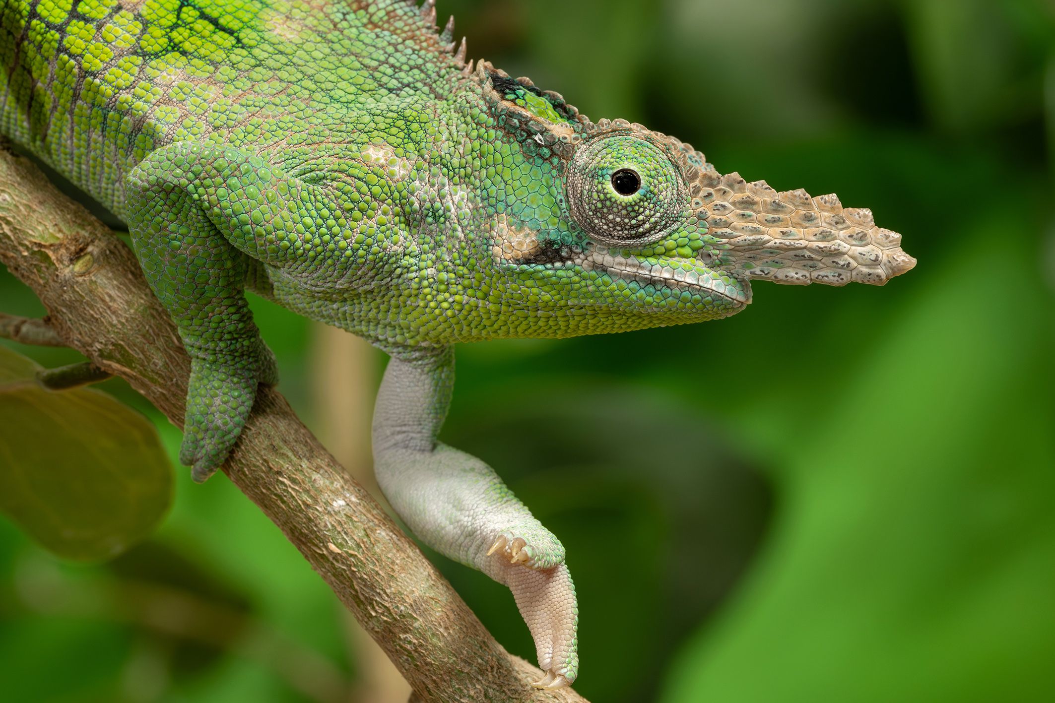 Die Männchen haben zwei miteinander verbundene Hörner am Kopf, die eher an eine große Nase erinnern.&nbsp;