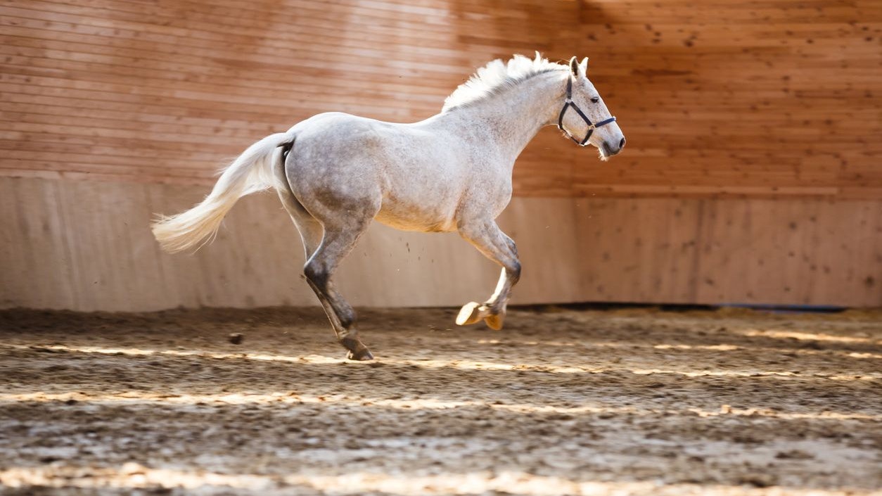 Die Frau wurde von ihrem frei laufenden Pferd erfasst und erlitt schwere Rückenverletzungen. Symbolbild. 