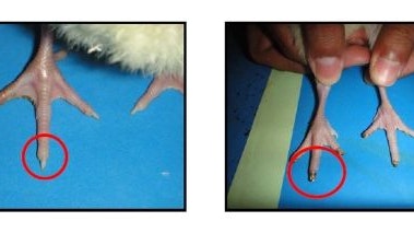 Auf diesem Vorher-Nachher Bild sieht man das schmerzhafte "Toe-Trimming"