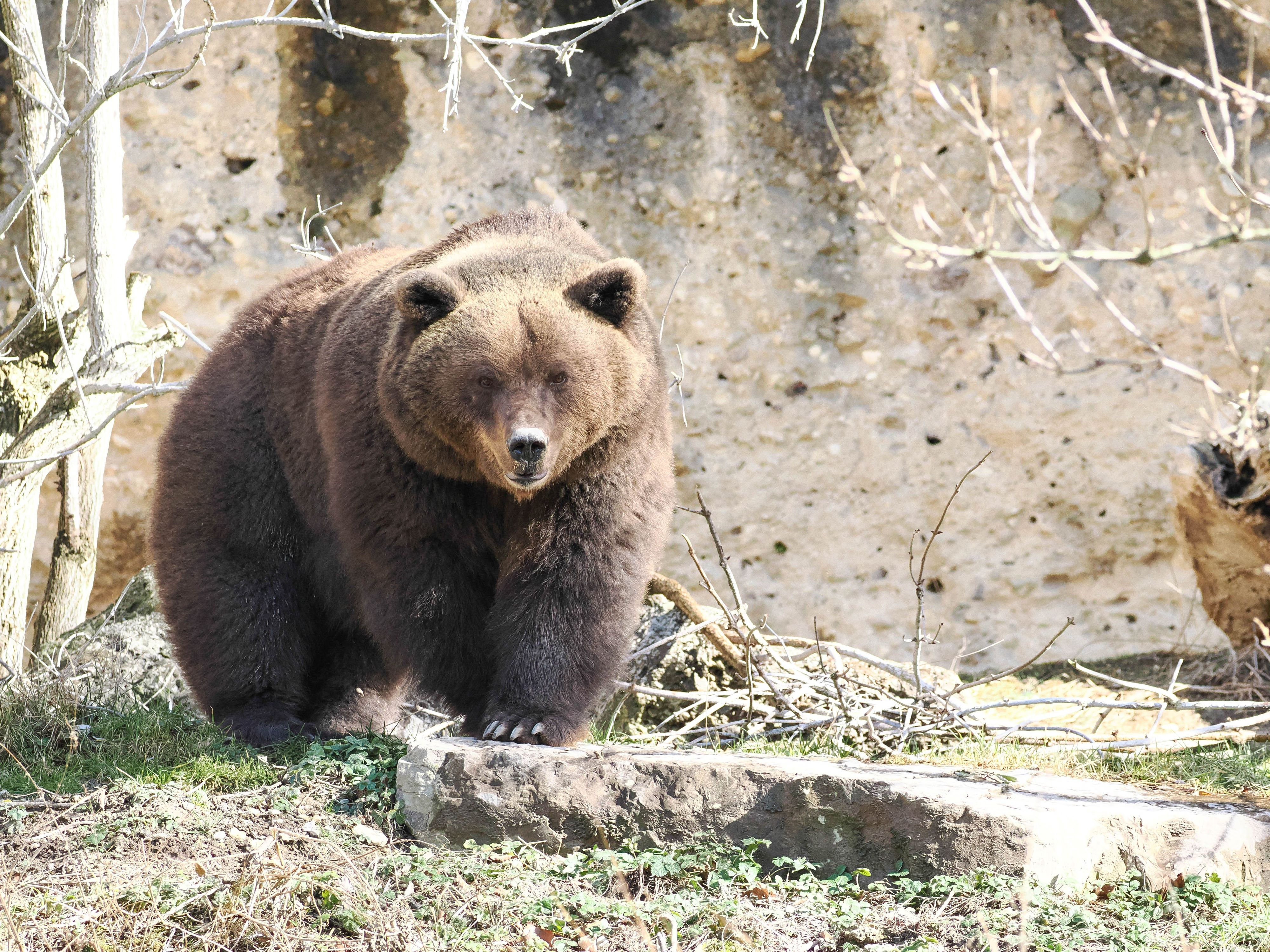 Braunbärin Losa (am Bild) und Partner Aragon sind wegen milder Temperaturen viel zu früh aus dem Winterschlaf erwacht.