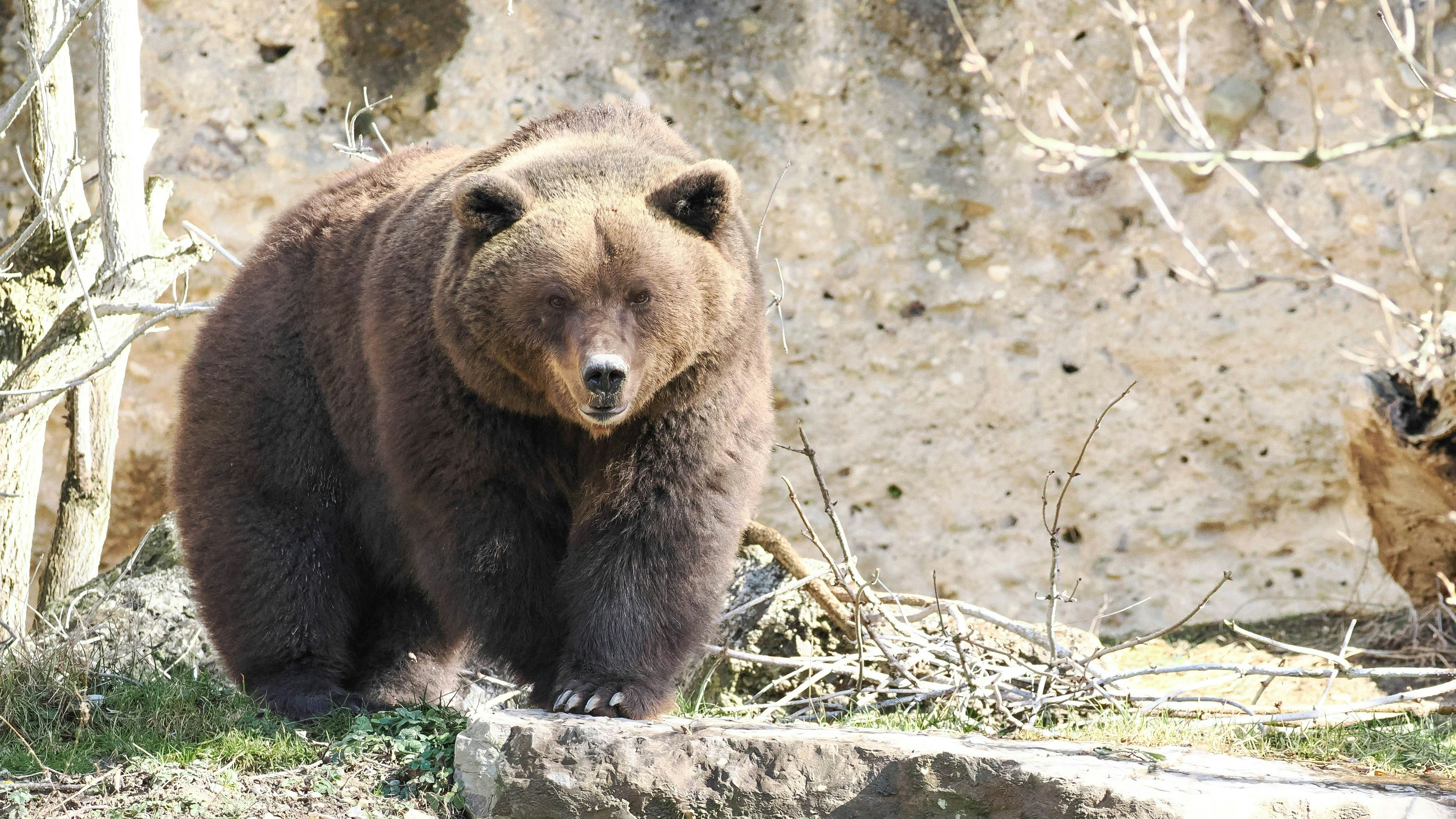 Braunbärin Losa (am Bild) und Partner Aragon sind dank milder Temperaturen bereits aus dem Winterschlaf erwacht.
