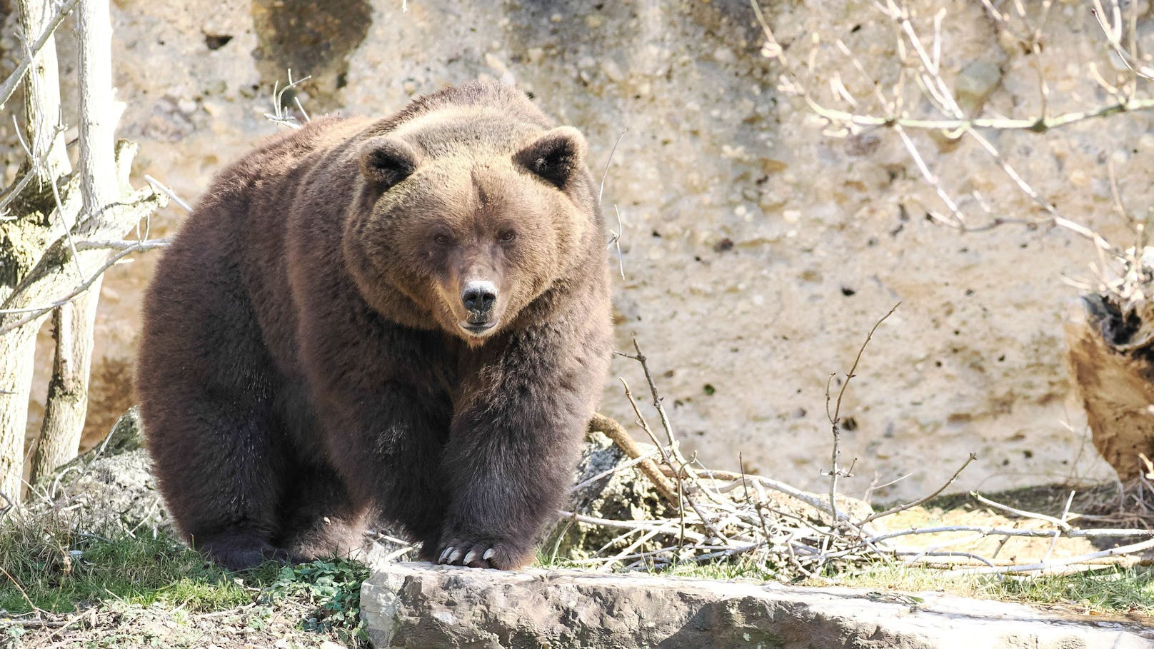 Wetter macht Salzburger Braunbären zu Frühaufstehern