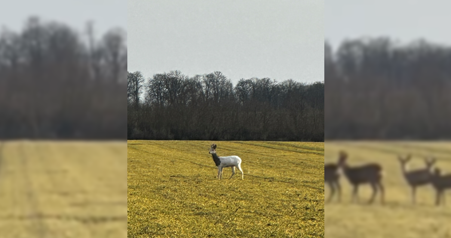 Seltenes Tier in Mistelbach.