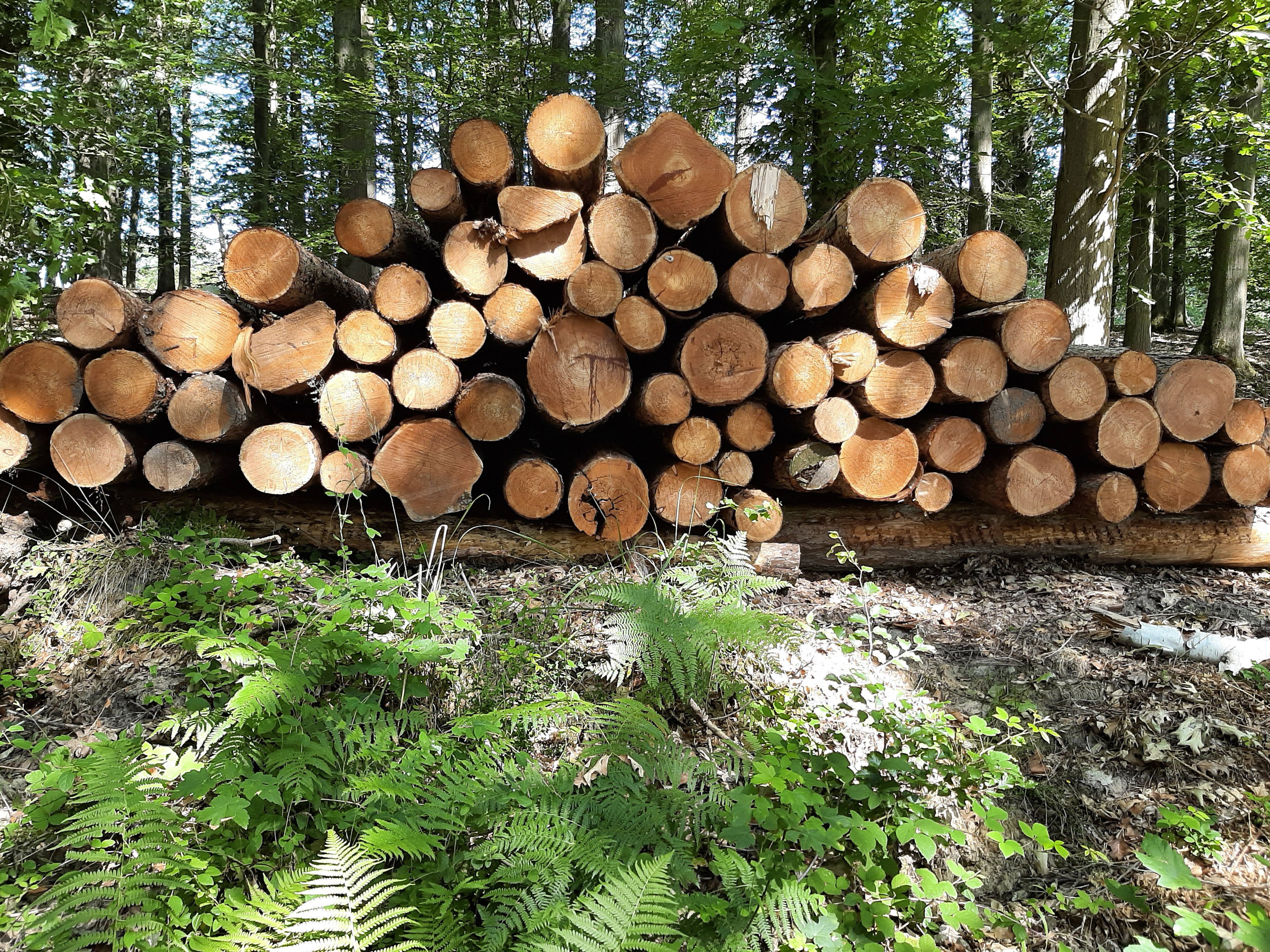 Bei einem Forstunfall kam ein 58-Jähriger ums Leben. (Symbolbild)