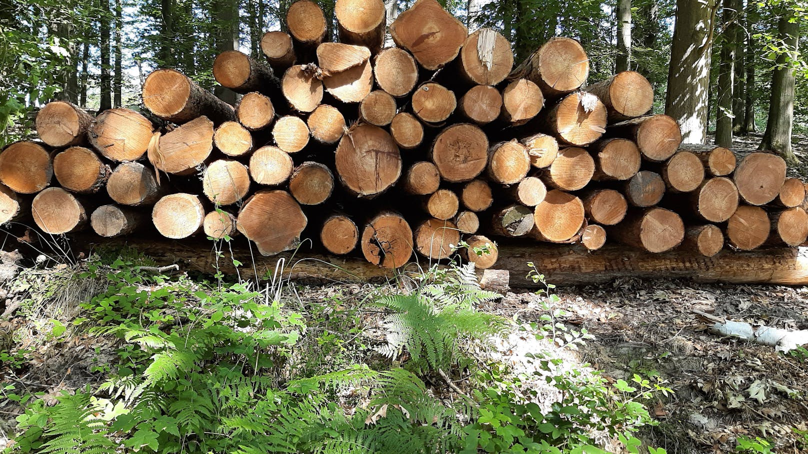 Wind bläst Baum um – Forstarbeiter hatte keine Chance