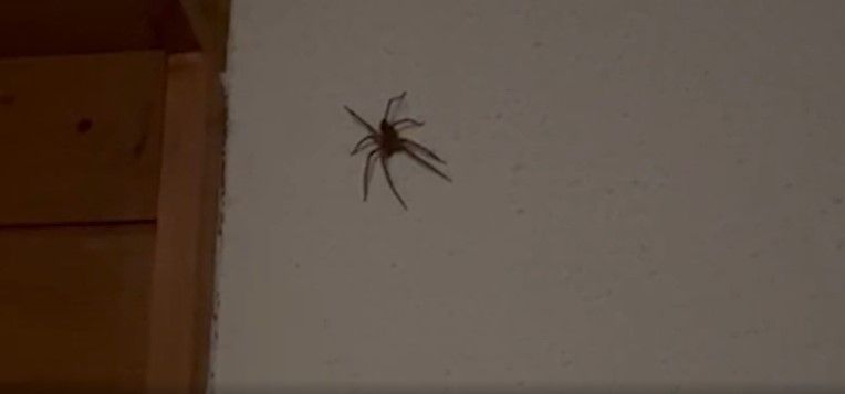 Eine Nosferatu-Spinne in Wartau SG.