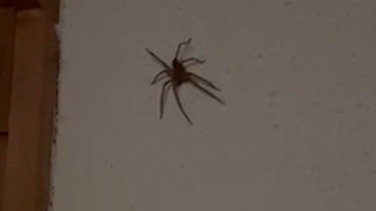 Heute.at - Mache ich Licht an, sind Nosferatu-Spinnen überall