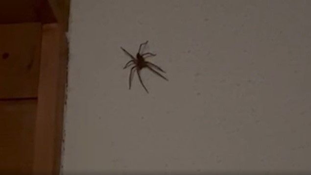 Eine Nosferatu-Spinne in Wartau SG.