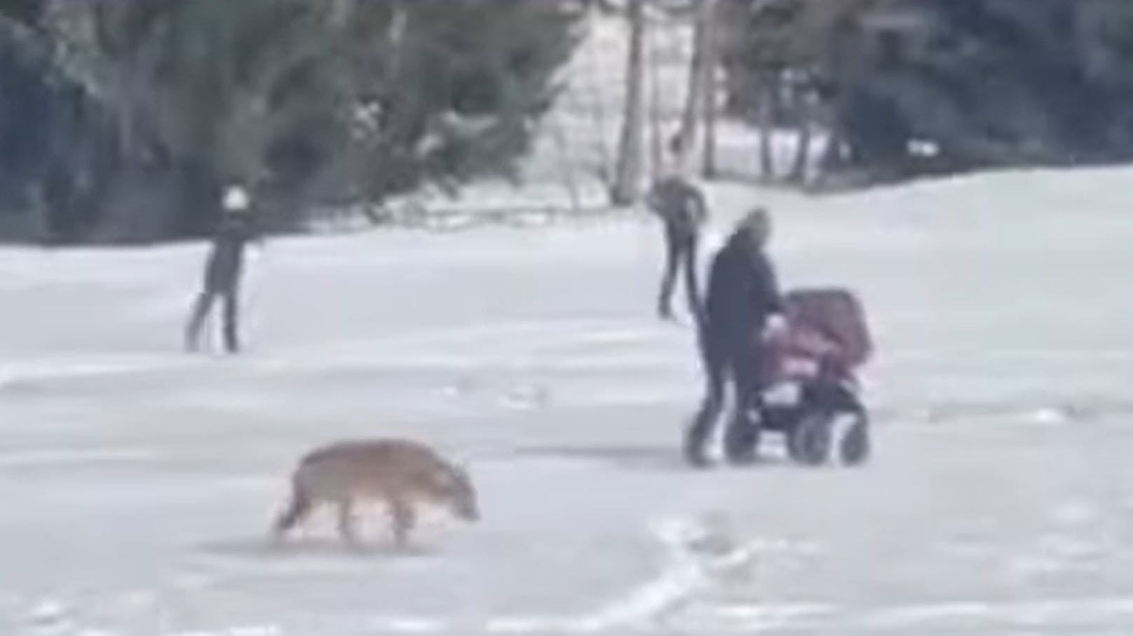 Beängstigendes Video! Wolf verfolgt Mutter und Baby