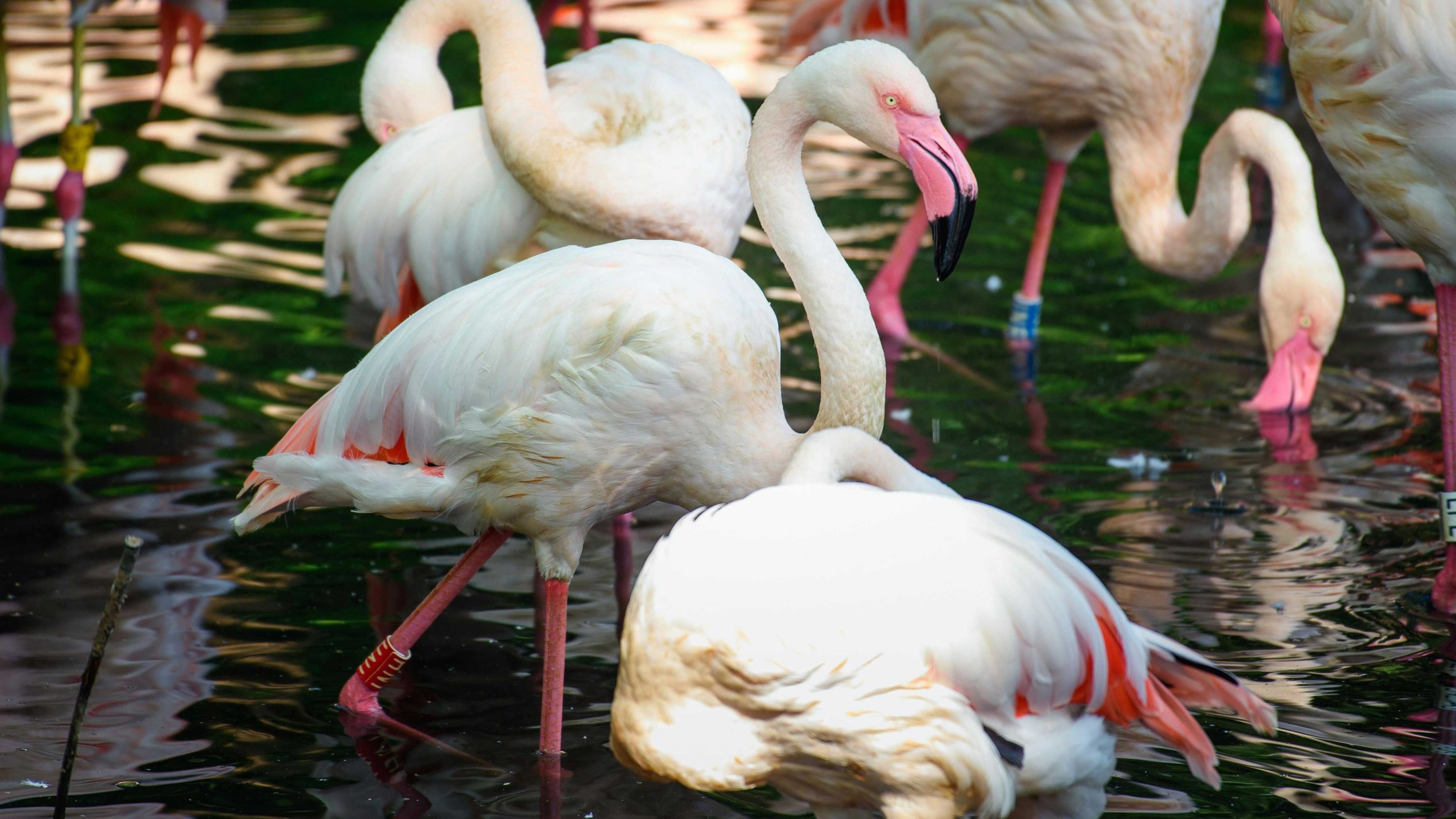 Flamingo "Ingo" lebte seit 1955 im Zoo von Berlin. 