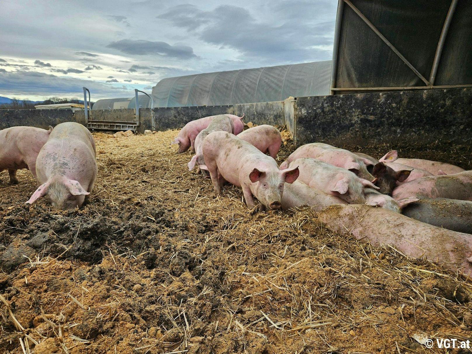 Beim Schweinebetrieb Hubmann in Gerersdorf dürfen die Schweine auf einem Feld leben.