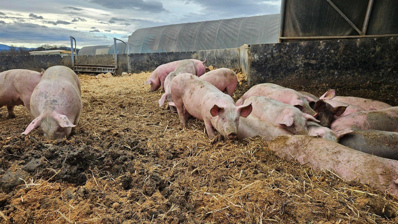 Beim Schweinebetrieb Hubmann in Gerersdorf dürfen die Schweine auf einem Feld leben.