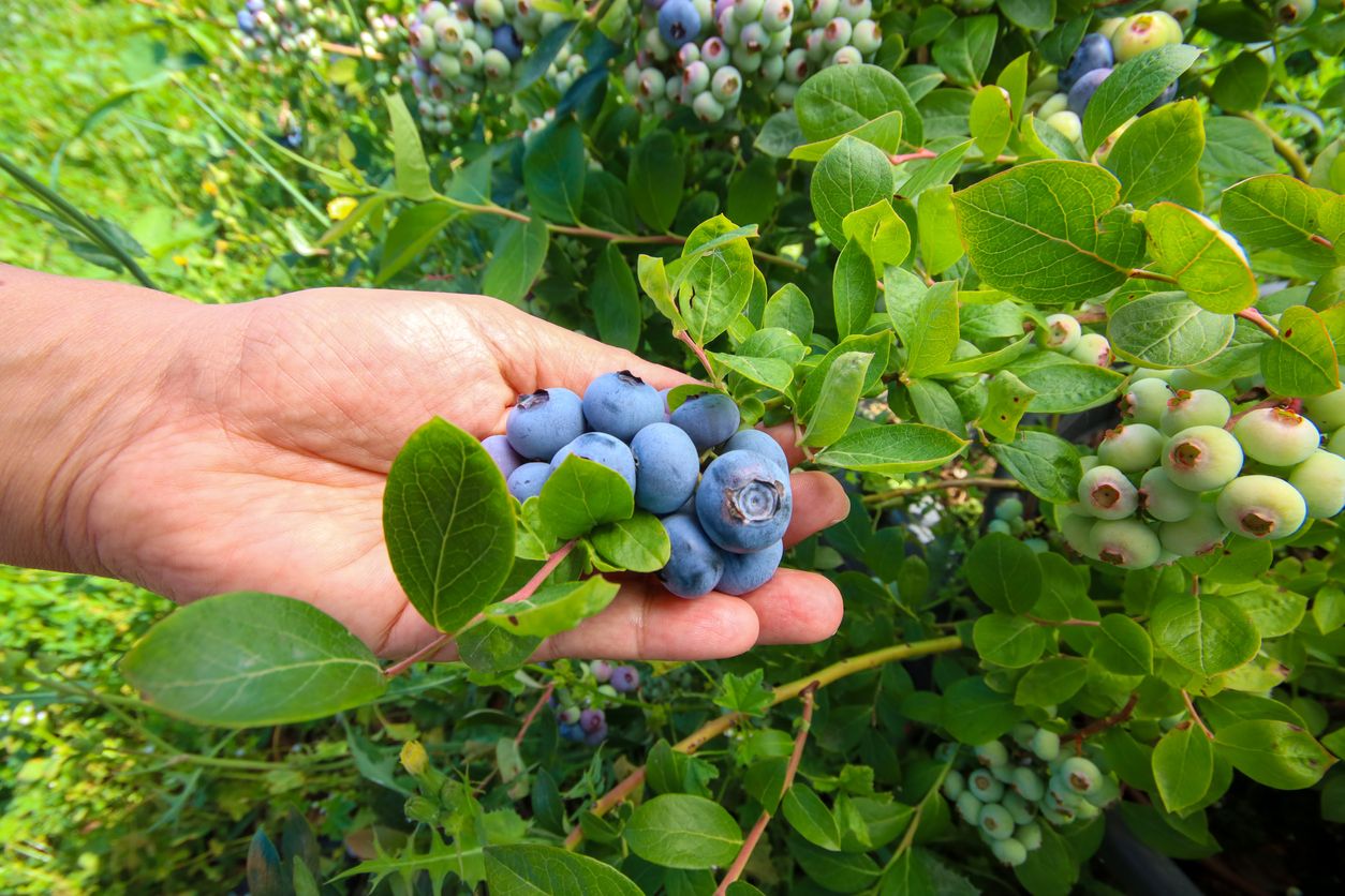 Eine dünne Wachsschicht überzieht die Früchte. Durch Lichtstreuung an mikroskopisch kleinen Strukturen im Wachs entsteht die - scheinbar - blaue Farbe.