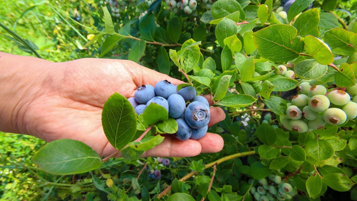Blueberry farm with bunch of ripe fruits on tree during harvest season in Izmir, Turkey. Blueberry picking history.