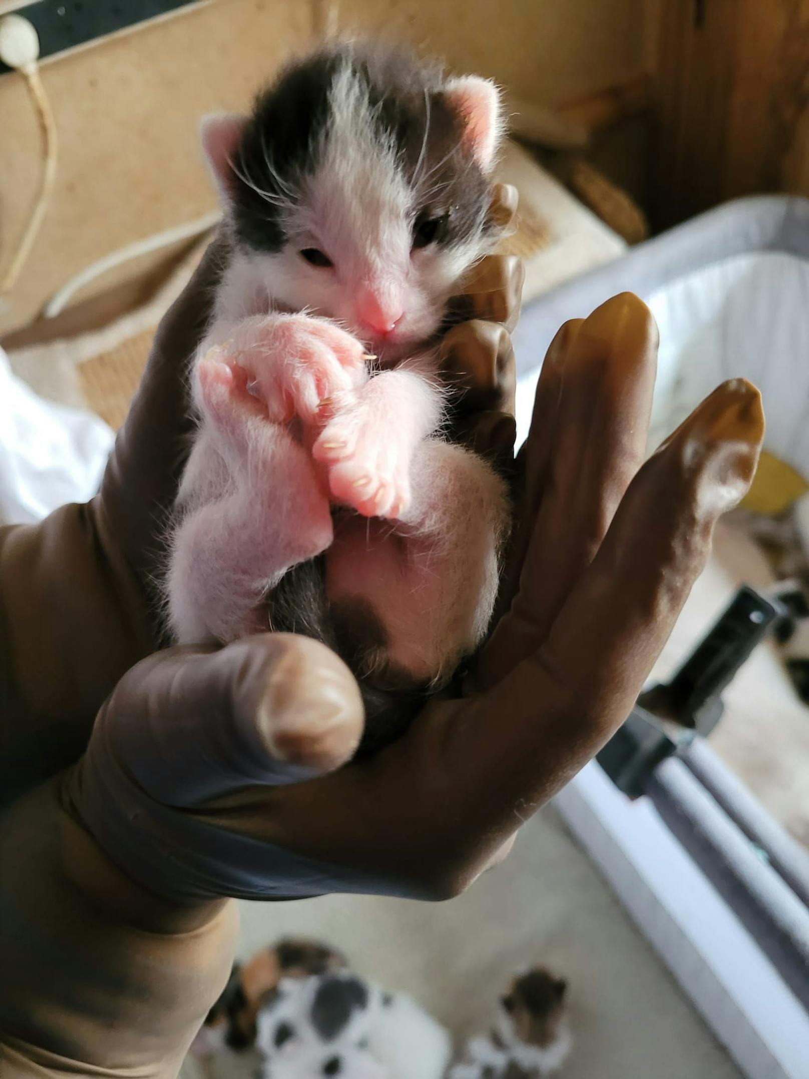 Auch kleinste Kitten wurden gefunden.&nbsp;